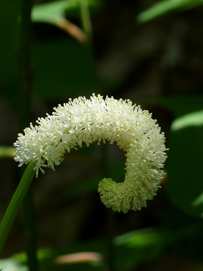 {Chamaelirium luteum}